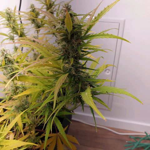 Double Kush Cake Automatic growlog timeline photo