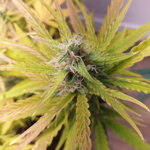 Double Kush Cake Automatic growlog timeline photo