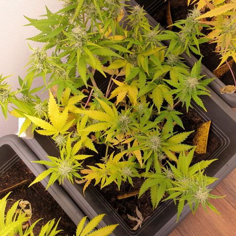 Double Kush Cake Automatic growlog timeline photo