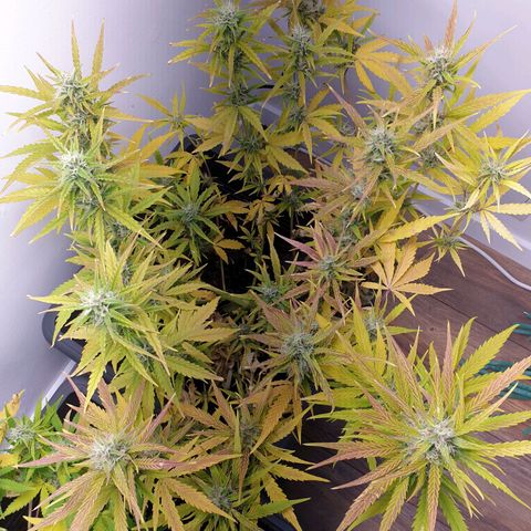 Double Kush Cake Automatic growlog timeline photo