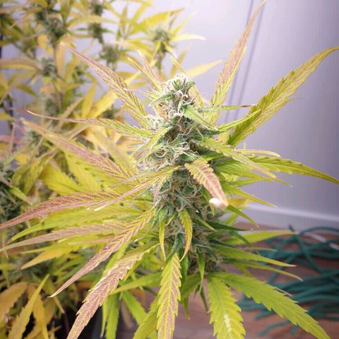 Double Kush Cake Automatic growlog timeline photo