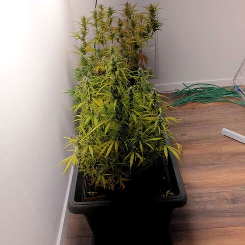 Double Kush Cake Automatic growlog timeline photo