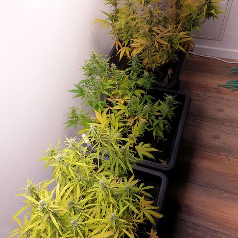Double Kush Cake Automatic growlog timeline photo