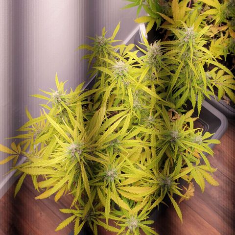Double Kush Cake Automatic growlog timeline photo