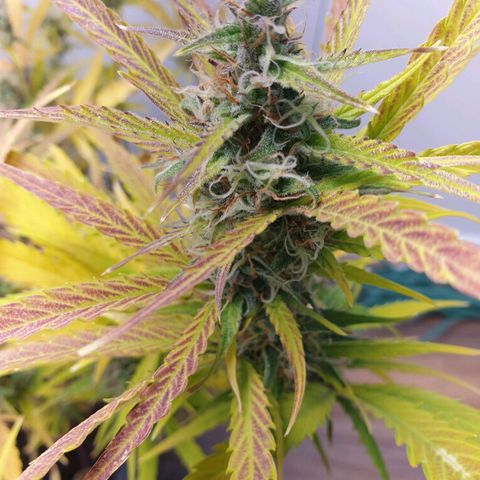 Double Kush Cake Automatic growlog timeline photo