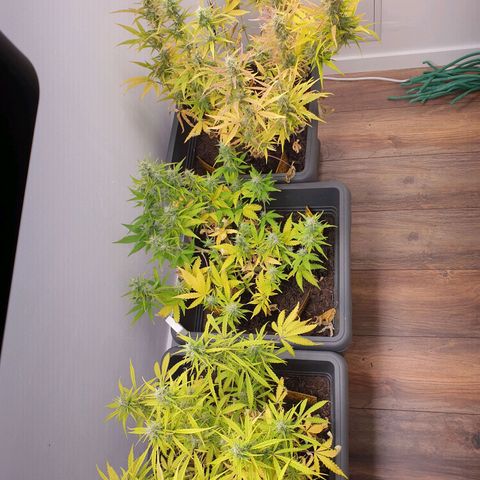 Double Kush Cake Automatic growlog timeline photo