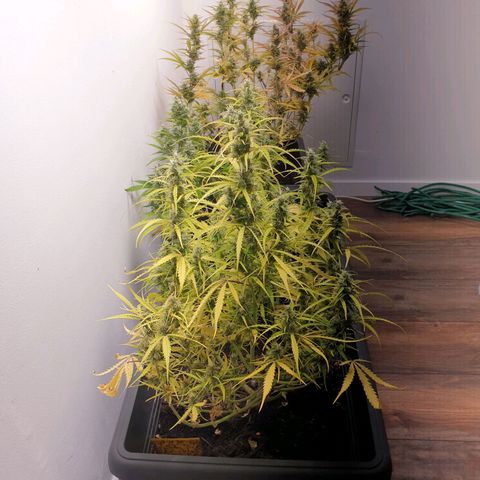 Double Kush Cake Automatic growlog timeline photo