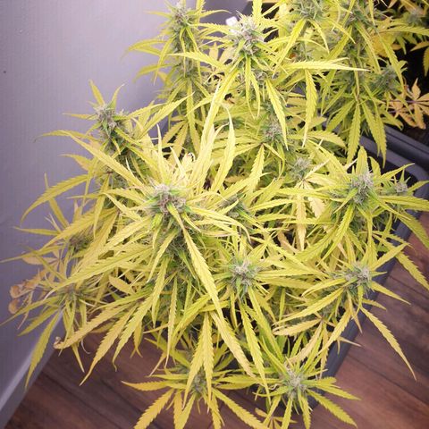 Double Kush Cake Automatic growlog timeline photo