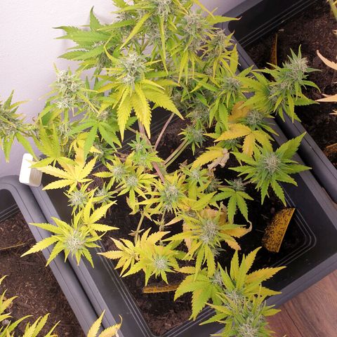 Double Kush Cake Automatic growlog timeline photo