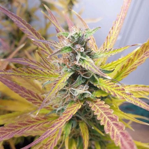 Double Kush Cake Automatic growlog timeline photo