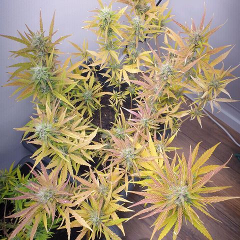 Double Kush Cake Automatic growlog timeline photo
