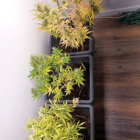 Double Kush Cake Automatic growlog timeline photo