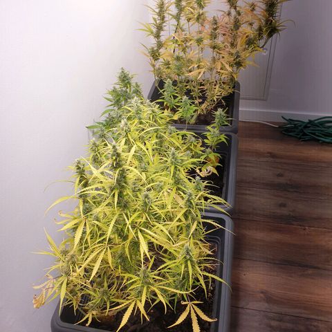 Double Kush Cake Automatic growlog timeline photo