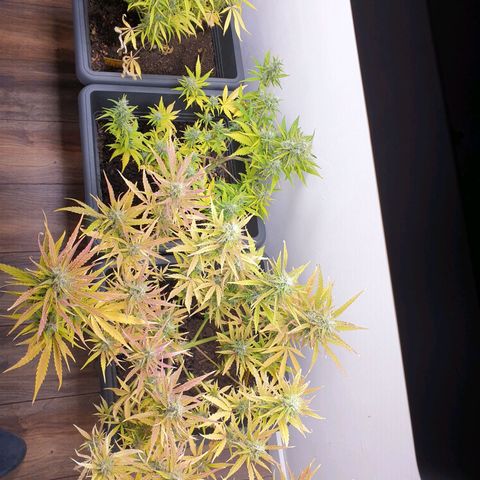Double Kush Cake Automatic growlog timeline photo