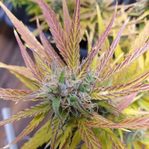 Double Kush Cake Automatic growlog timeline photo