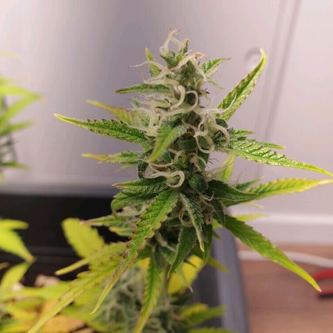 Double Kush Cake Automatic growlog timeline photo