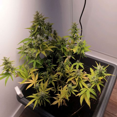 Double Kush Cake Automatic growlog timeline photo