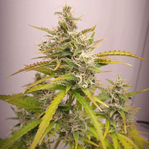 Double Kush Cake Automatic growlog timeline photo
