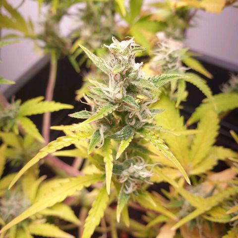 Double Kush Cake Automatic growlog timeline photo