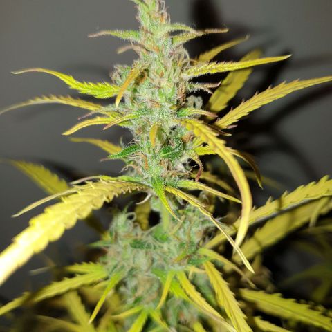 Double Kush Cake Automatic growlog timeline photo