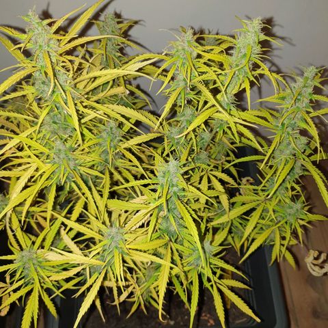 Double Kush Cake Automatic growlog timeline photo