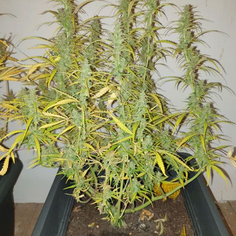 Double Kush Cake Automatic growlog timeline photo