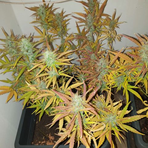 Double Kush Cake Automatic growlog timeline photo