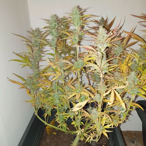 Double Kush Cake Automatic growlog timeline photo