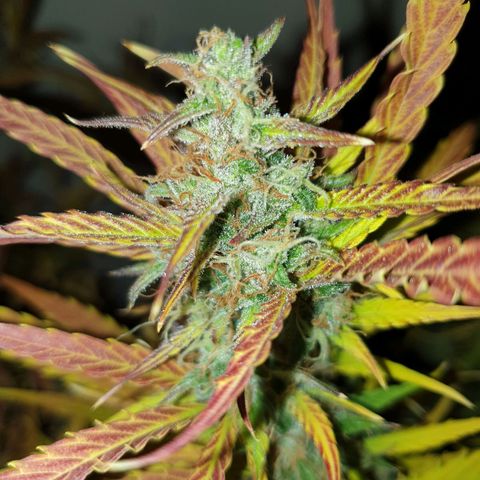 Double Kush Cake Automatic growlog timeline photo
