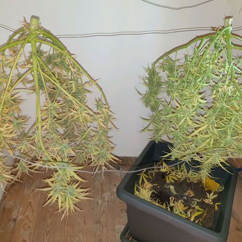 Double Kush Cake Automatic growlog timeline photo