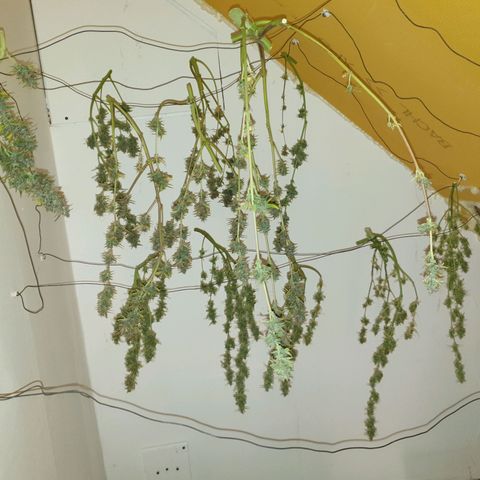 Double Kush Cake Automatic growlog photo: No.1 top. No.3 bottom. No.2 not ready for harvesting. 