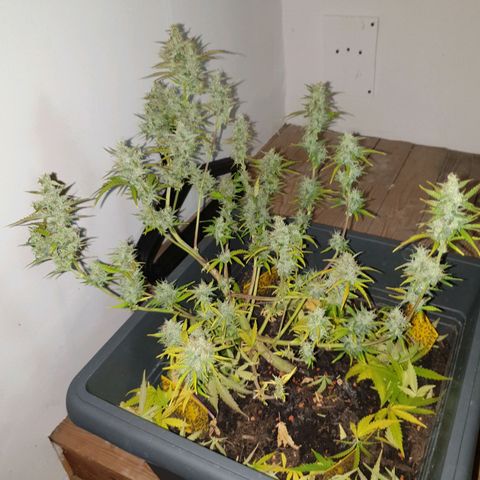 Double Kush Cake Automatic growlog photo: Harvested No.2