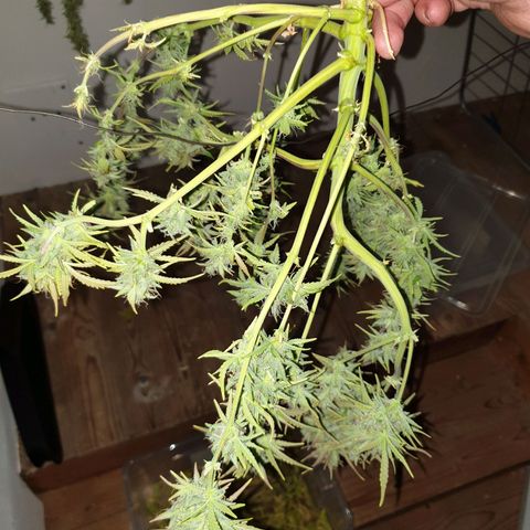 Double Kush Cake Automatic growlog photo: Harvested No.2