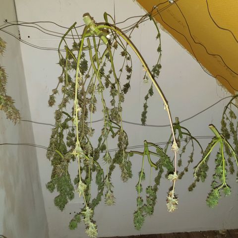 Double Kush Cake Automatic growlog photo: Harvested No.2