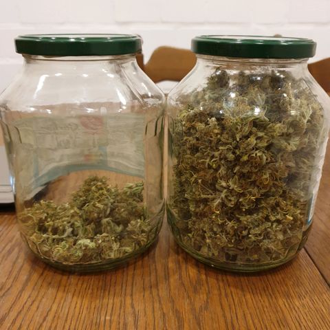 Double Kush Cake Automatic growlog photo: 59g