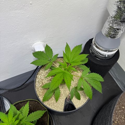 Zkittlez Mutti #2 growlog timeline photo