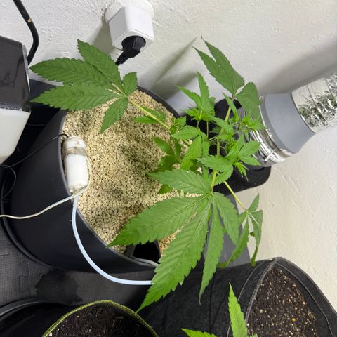 Zkittlez Mutti #2 growlog timeline photo