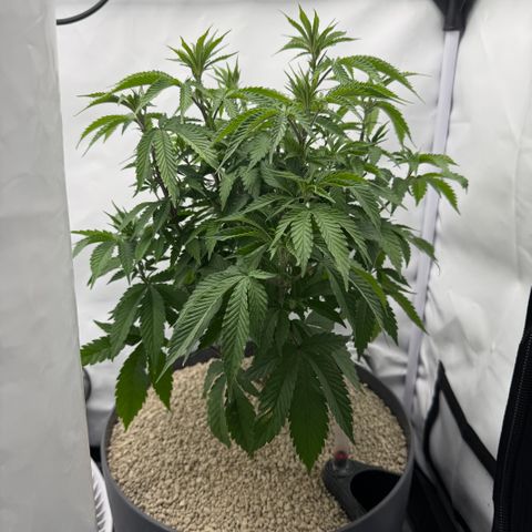 Zkittlez Mutti #2 growlog timeline photo