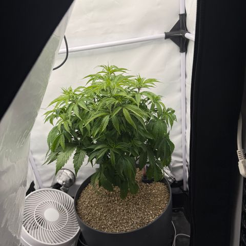 Zkittlez Mutti #2 growlog timeline photo