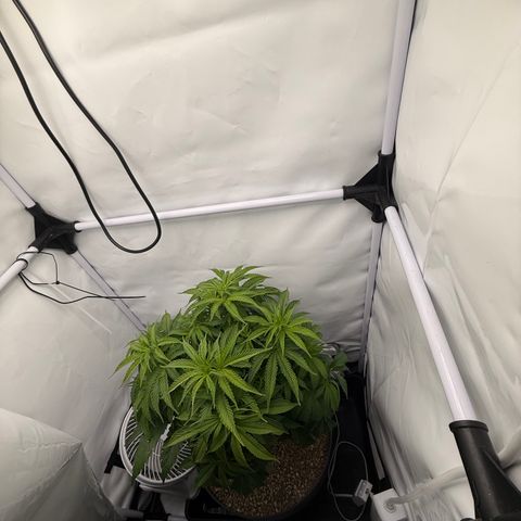 Zkittlez Mutti #2 growlog timeline photo