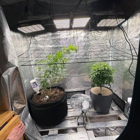 Zkittlez Mutti #2 growlog timeline photo