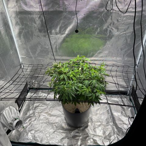 Zkittlez Mutti #2 growlog timeline photo