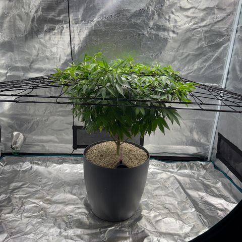 Zkittlez Mutti #2 growlog timeline photo