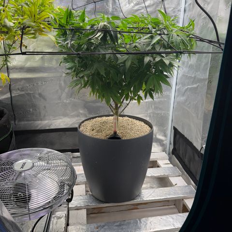 Zkittlez Mutti #2 growlog timeline photo