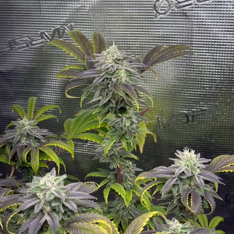 Zkittlez Mutti #2 growlog timeline photo