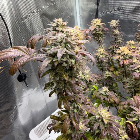 Zkittlez Mutti #2 growlog timeline photo