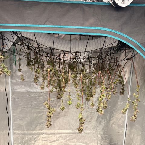 Zkittlez Mutti #2 growlog timeline photo