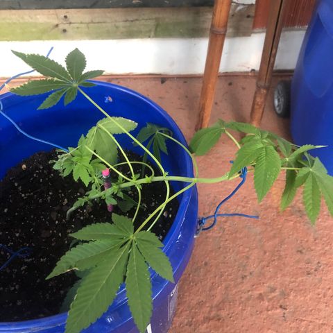 Runtz 2much growlog timeline photo