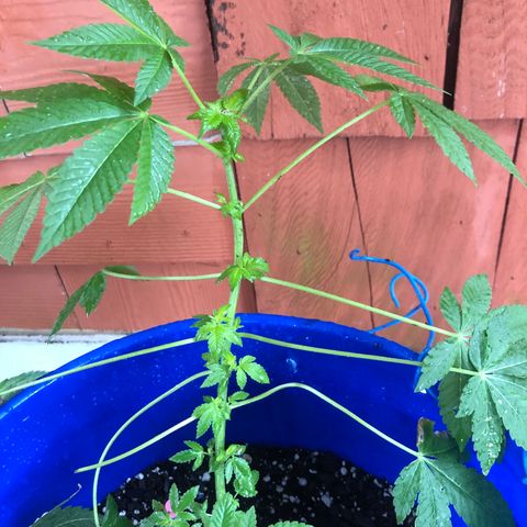 Runtz 2much growlog timeline photo