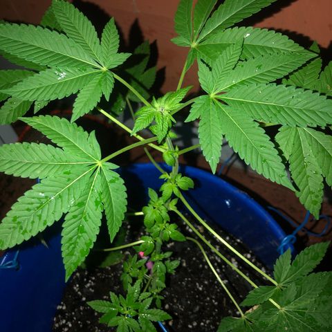 Runtz 2much growlog timeline photo